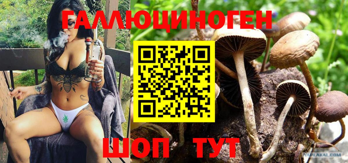 Псилоцибиновые грибы прущие грибы Малгобек